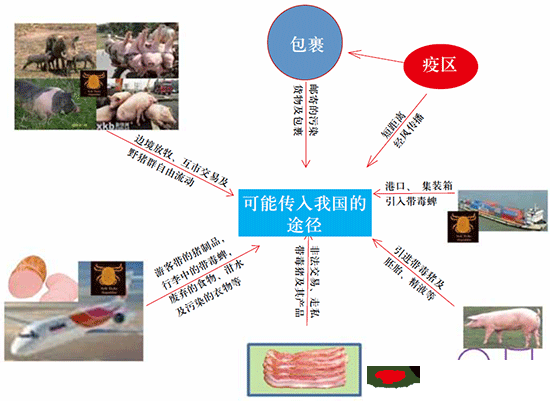 豬瘟跨省連續爆發，主動防控才是王道