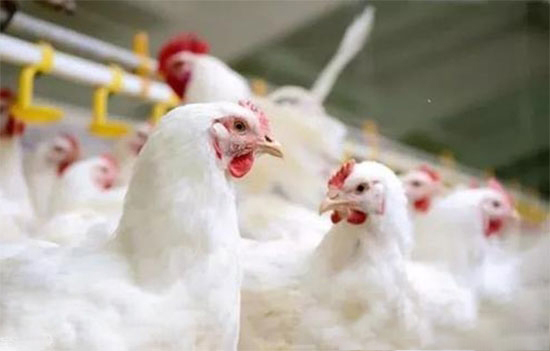 家禽有害的用藥方法