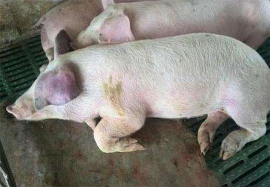 豬藍耳到底該不該防？