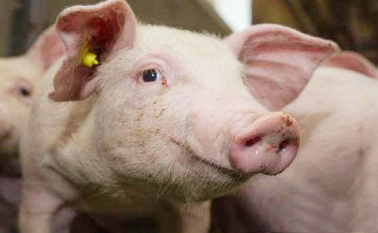 豬水腫病最好這樣治,花錢少效果還好!