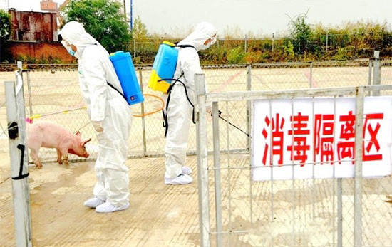 農業農村部:與發生非洲豬瘟疫情省相鄰省份暫停生豬跨省調運