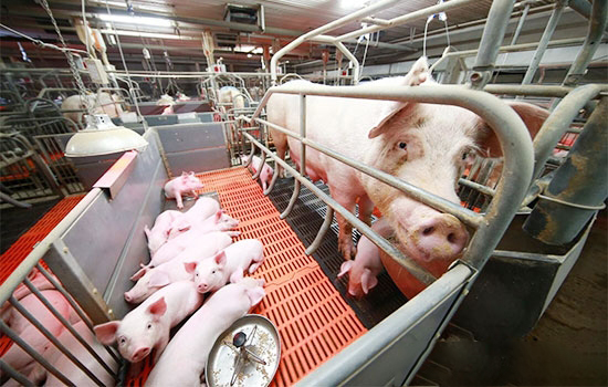 老獸醫告訴你母豬分娩久久不見仔豬怎麼辦？