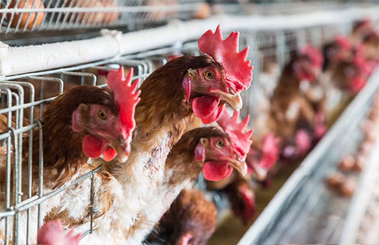 怎樣培育良好體型的後備雞