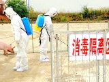 農業農村部:與發生非洲豬瘟疫情省相鄰省份暫停生豬跨省調運
