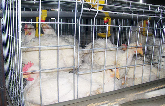 籠養肉雞的飼養管理要點