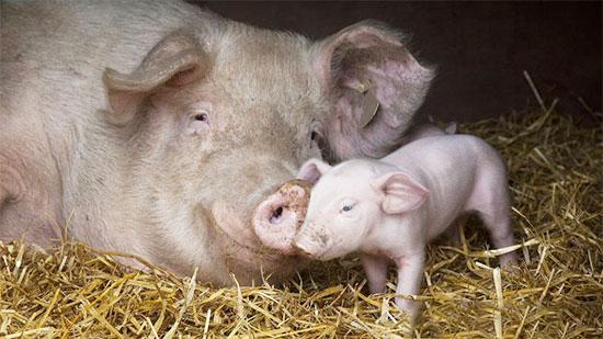 生豬産能大變局：北方省份幾乎全被禁運!國家統計局如是說