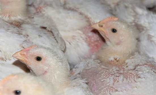 雞群的适時調整