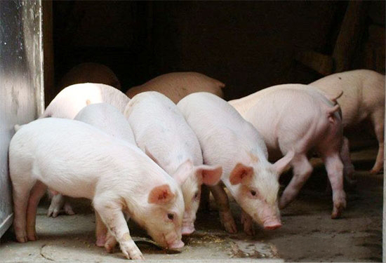 秋季養豬防控咳嗽喘氣腹式呼吸、腹瀉、口蹄疫