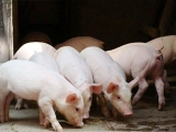 秋季養豬防控咳嗽喘氣腹式呼吸、腹瀉、口蹄疫