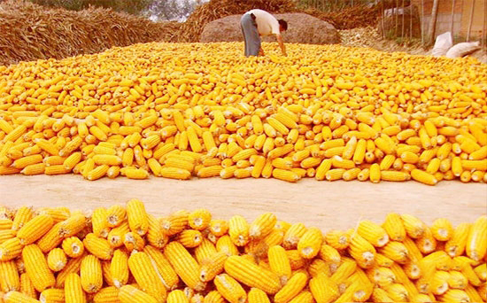 最新玉米開秤價來了！又漲了？