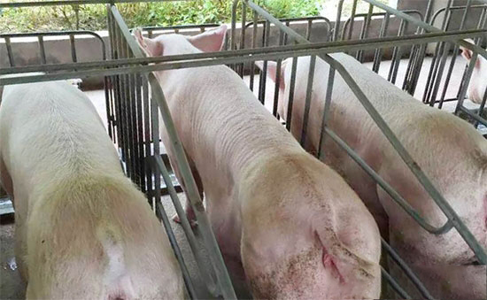 怎麼科學的給哺乳母豬配制飼料？