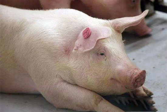 懷孕母豬用藥注意事項