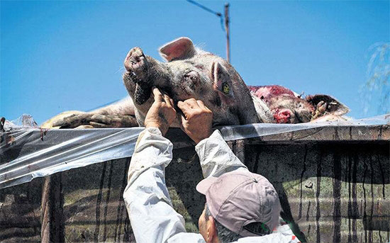 科學認識非洲豬瘟：正規渠道購買多重措施可殺滅病毒