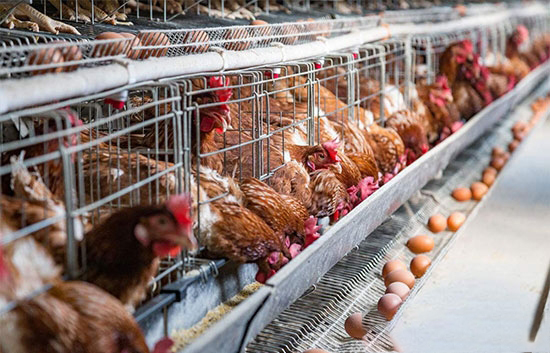 秋季來臨,蛋雞刺種免疫“四大誤區”您都了解嗎?