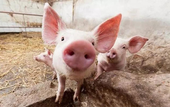 這些微量元素對于豬的重要性？要如何補充？