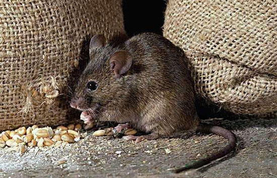種雞場有效控制老鼠的方法