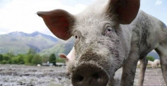 六起非洲豬瘟防控違法違紀典型案例被通報