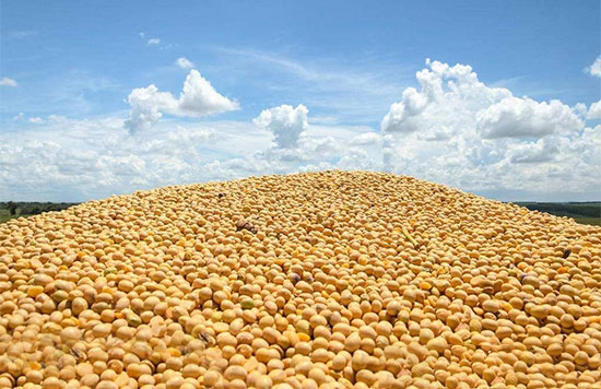 為什麼大豆成為貿易戰的代理戰場