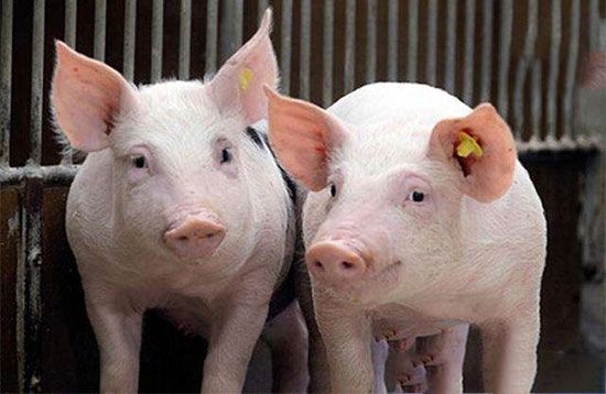 後備母豬不能及時發情配種的防治措施