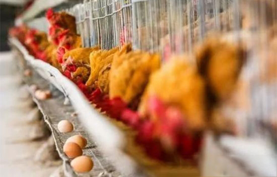 秋季養雞各個方面都要加強