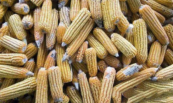 嘔吐毒素對豬的危害及防控措施