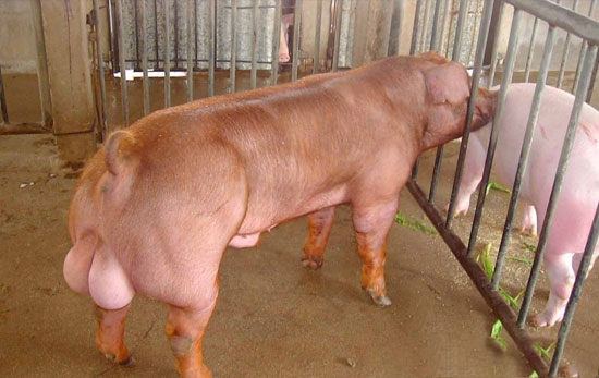 公豬陽痿該如何是好呢?