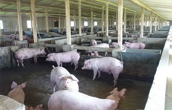 母豬舍能夠保暖有哪些方法?以下4點很實用