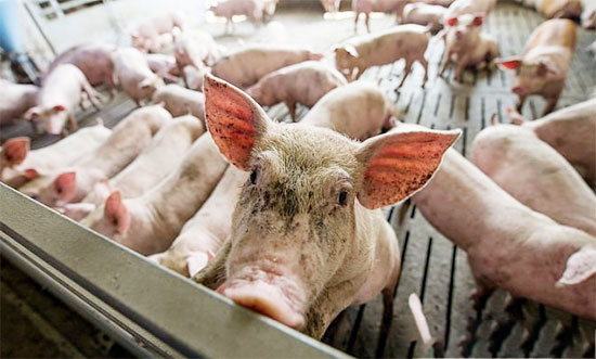10省市公布前三季度生豬出欄量/豬肉産量 同比多增長
