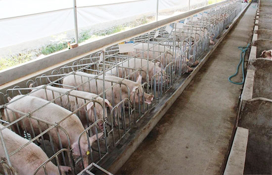 防止豬傳染病的“三部曲”