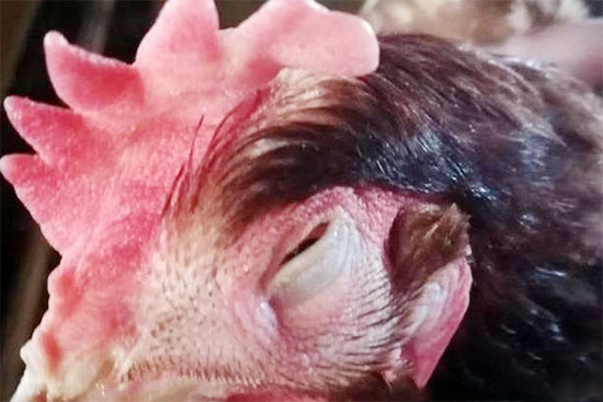 秋冬季雞傳染性鼻炎