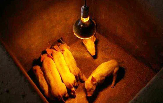 畜禽冬季防病五措施