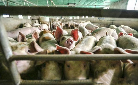 養殖補貼高達500萬！2019年國家将大力支持5個項目