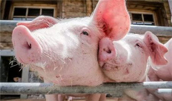 豬體内、體外寄生蟲最全治療方法在這兒！