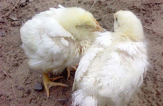 防禦雞病注意傳播途徑