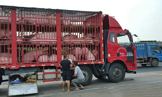 農業農村部發話了:下月起生豬不能想運就運了!