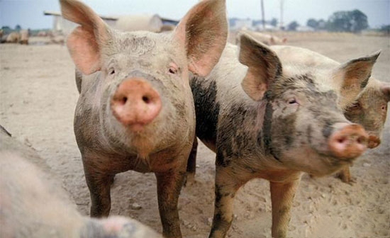 豬得了布魯菌病有什麼表現?要怎麼去防治?