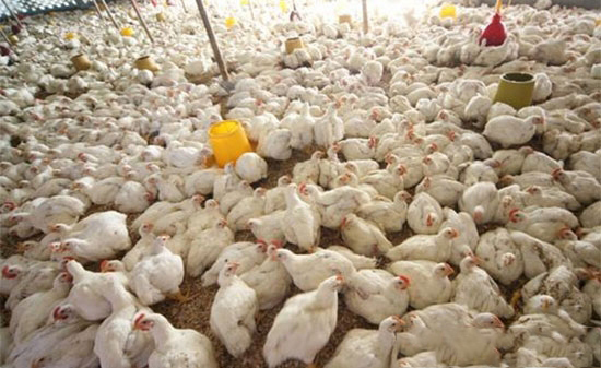 冬季養雞舍如何防寒降氨？