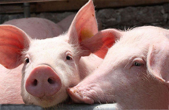 豬支原體肺炎是種什麼病