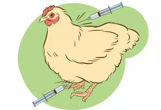 給家禽打針的6點技巧