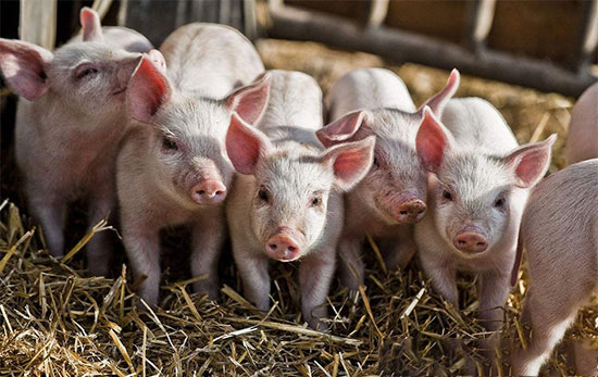 12種簡易小方法讓你挑到優質小仔豬!