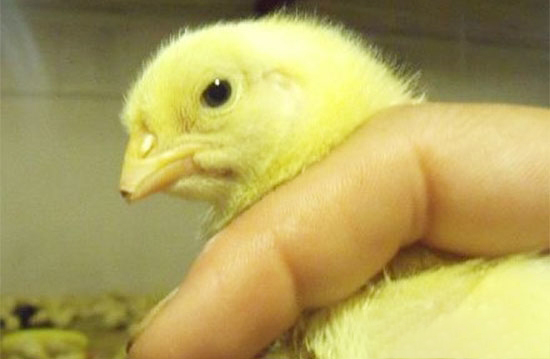 雞隻斷喙注意事項