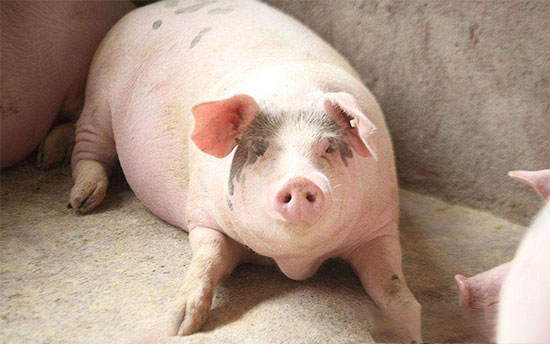 12月将進入生豬需求旺季生豬價格将如何？