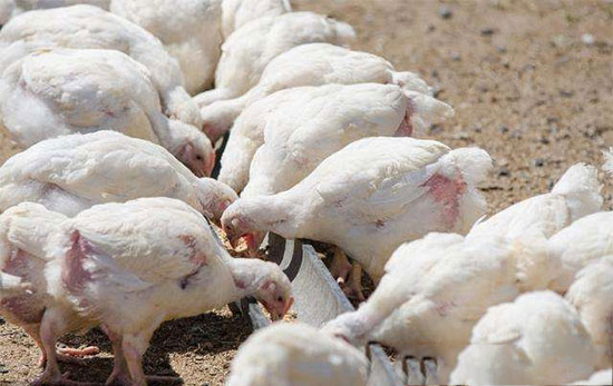 秋冬季禽類呼吸道疾病防治措施