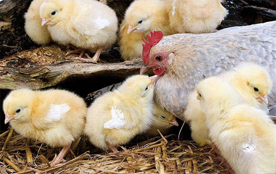 禽霍亂的防治方法