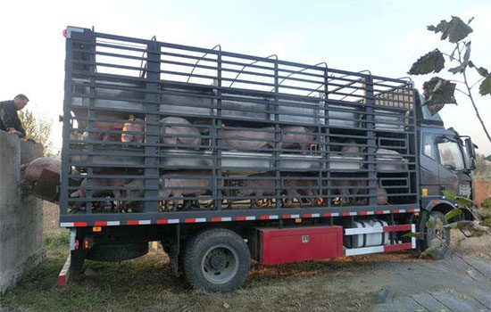 運生豬的車輛速速去備案，否則1個月後或将不能上路！