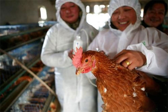 給産蛋期雞注射油苗有學問