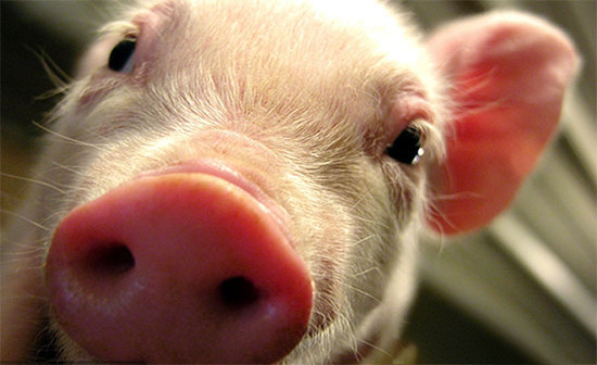 小豬全身發紅症狀咋辦