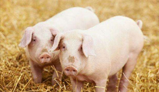 冬季養豬高效管理要點