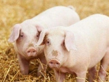 冬季養豬高效管理要點