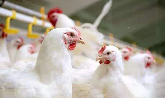 按作用選擇家禽用藥的最佳投服時間